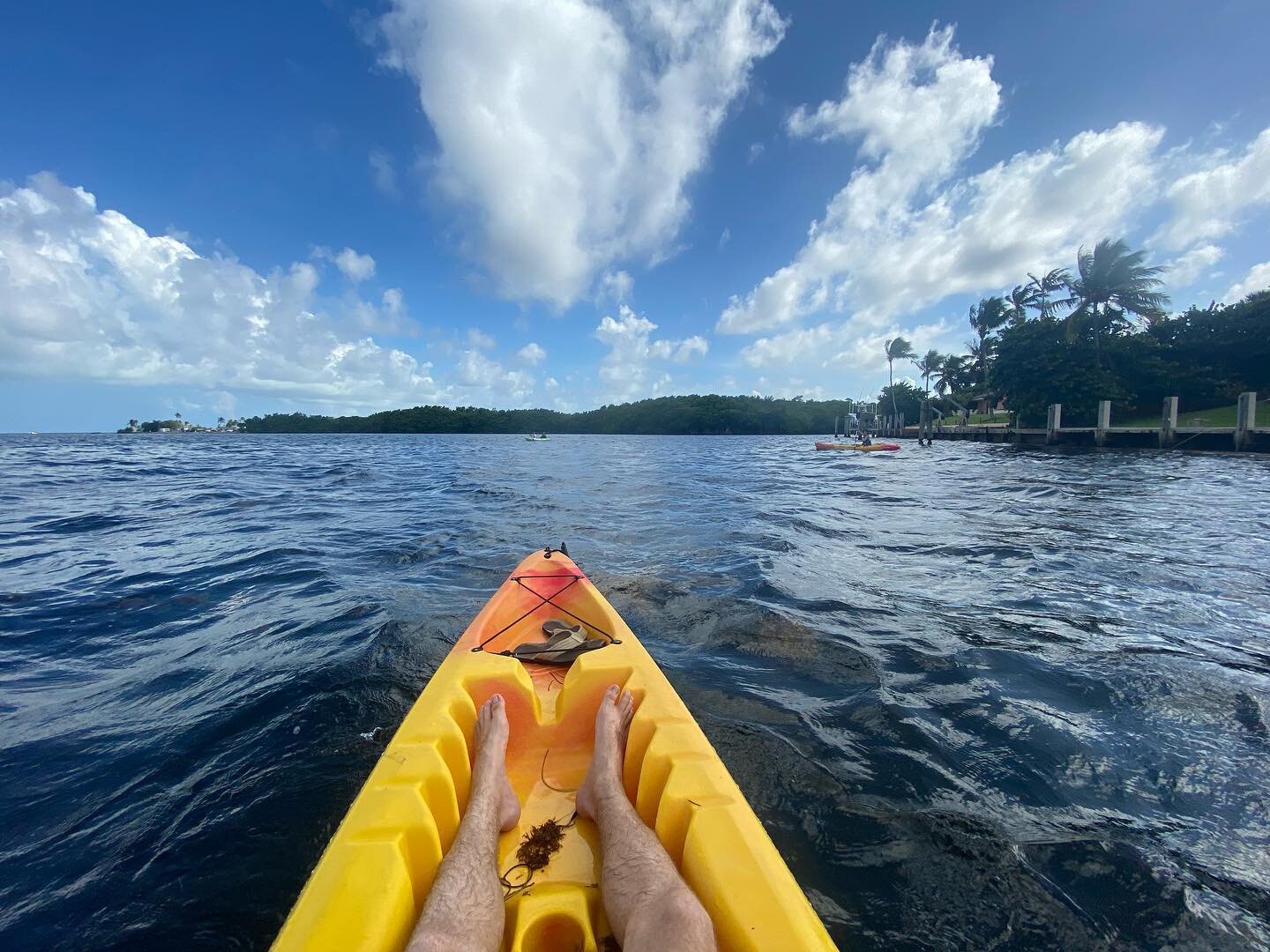 Fridays are for kayaking and harvesting avocados. #happyweekend