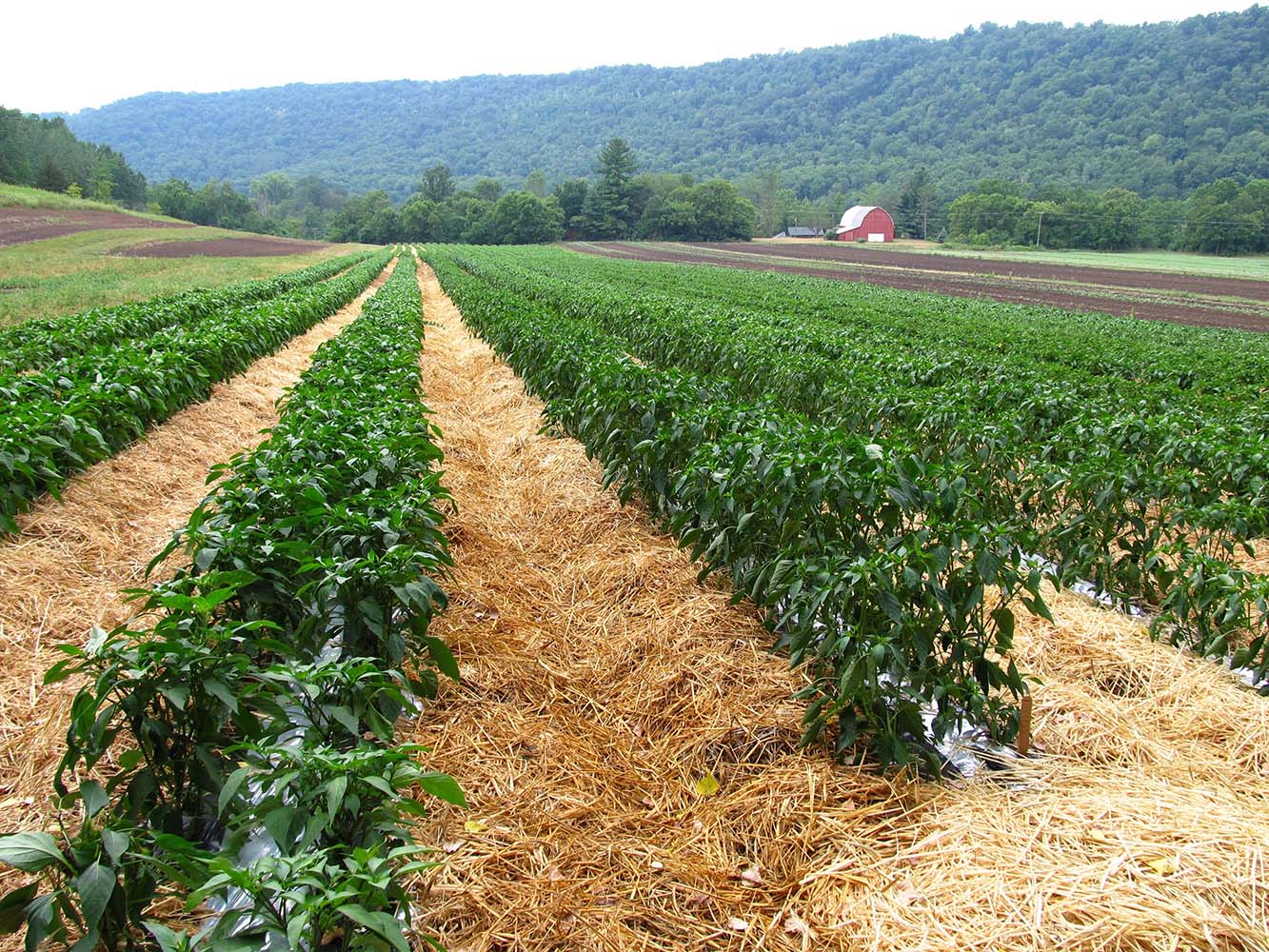 Harmony Valley Farm