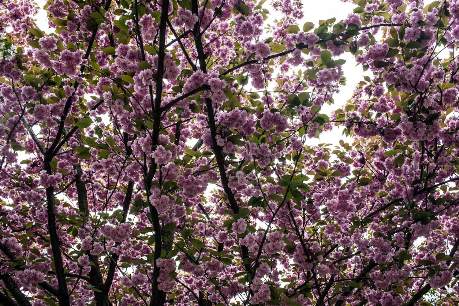 Romantic Prague: Kissing in the Petrin park on May 1
