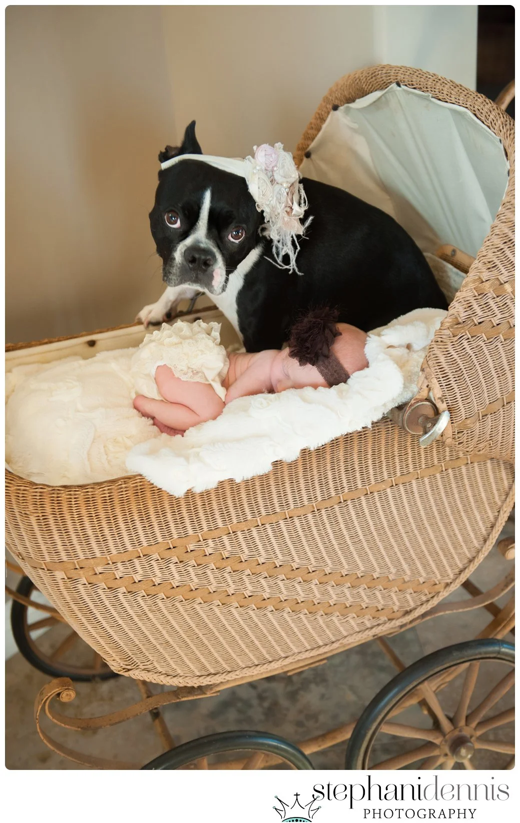 Stephani Dennis Photography