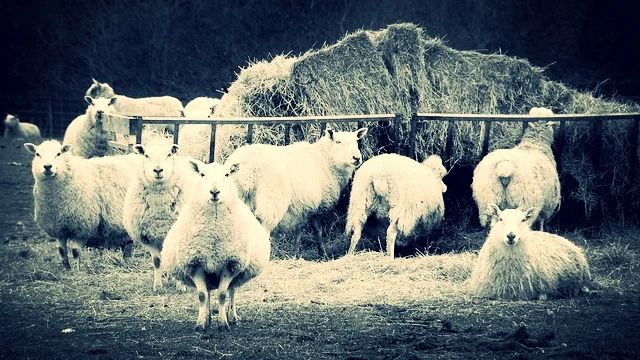Wool before it is knit