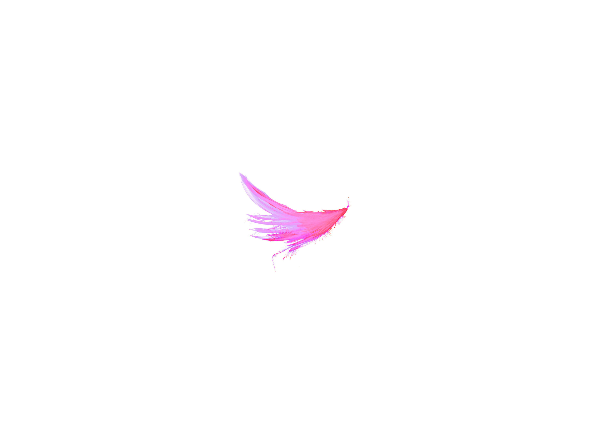 bird.jpg