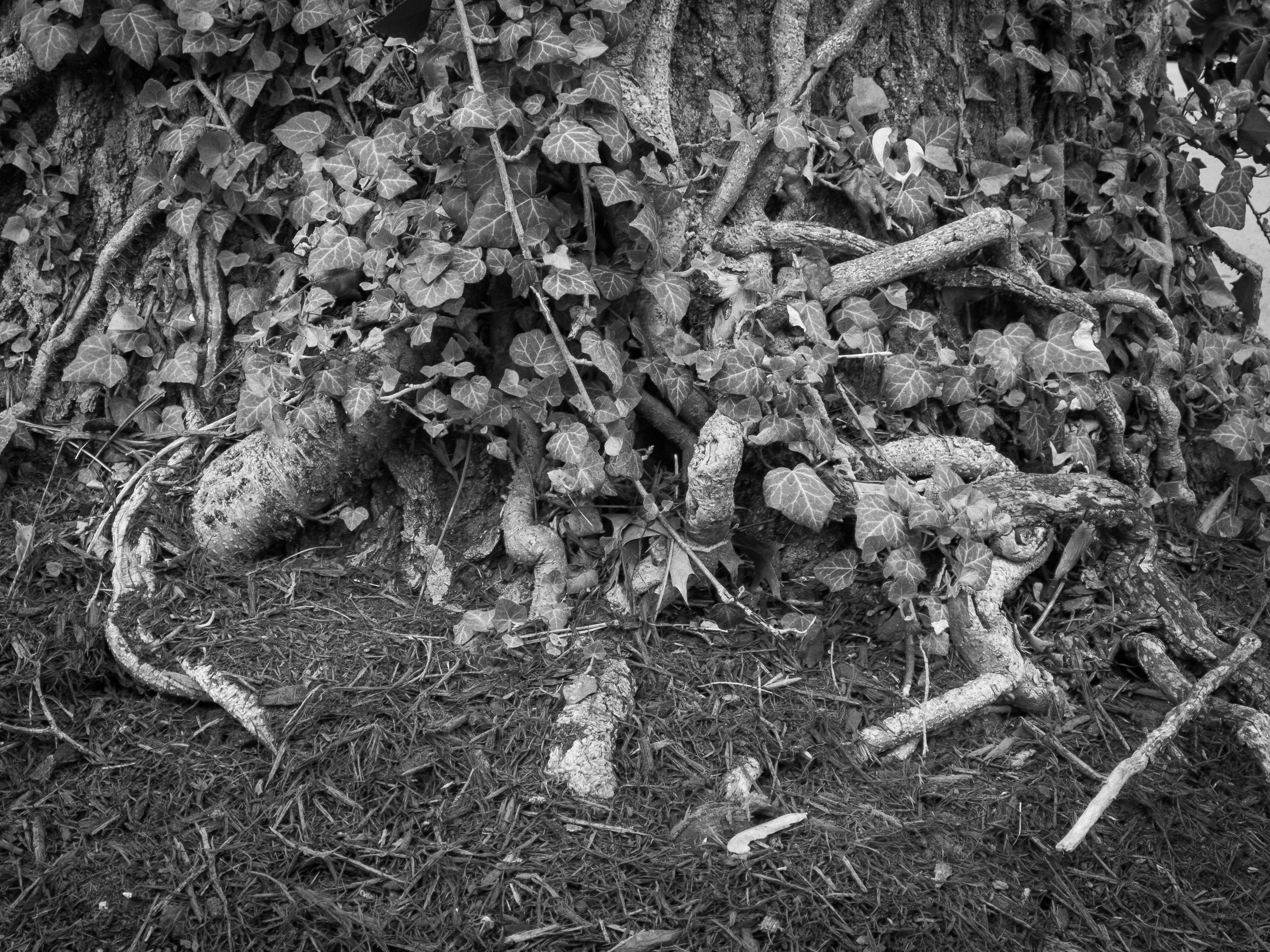 Base of a tree, Clayton, Missouri