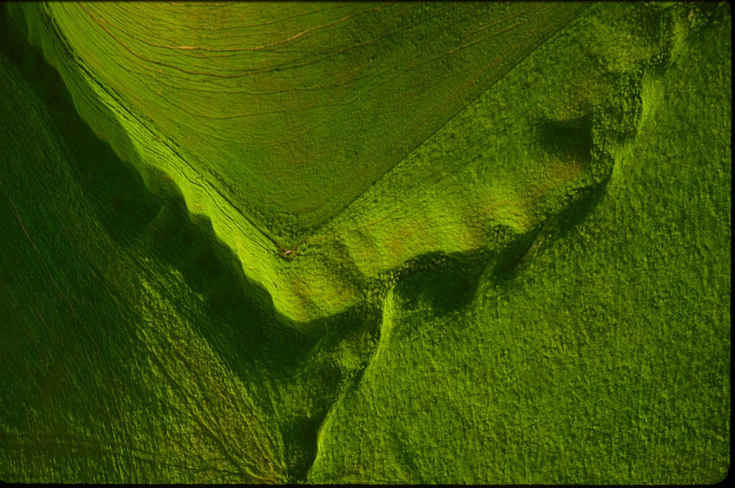 MEADOW PATTERNS IV.jpg