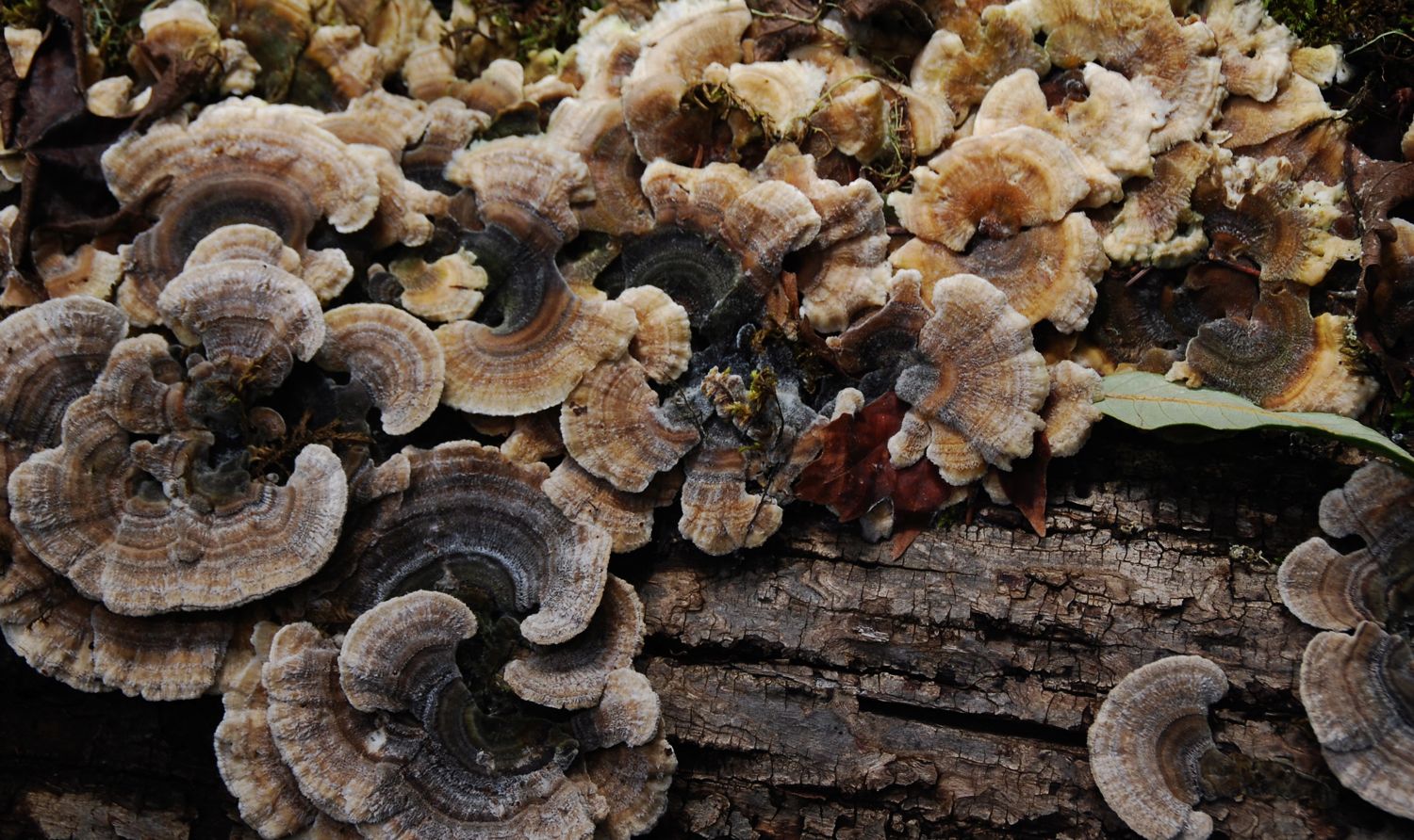 Fungus