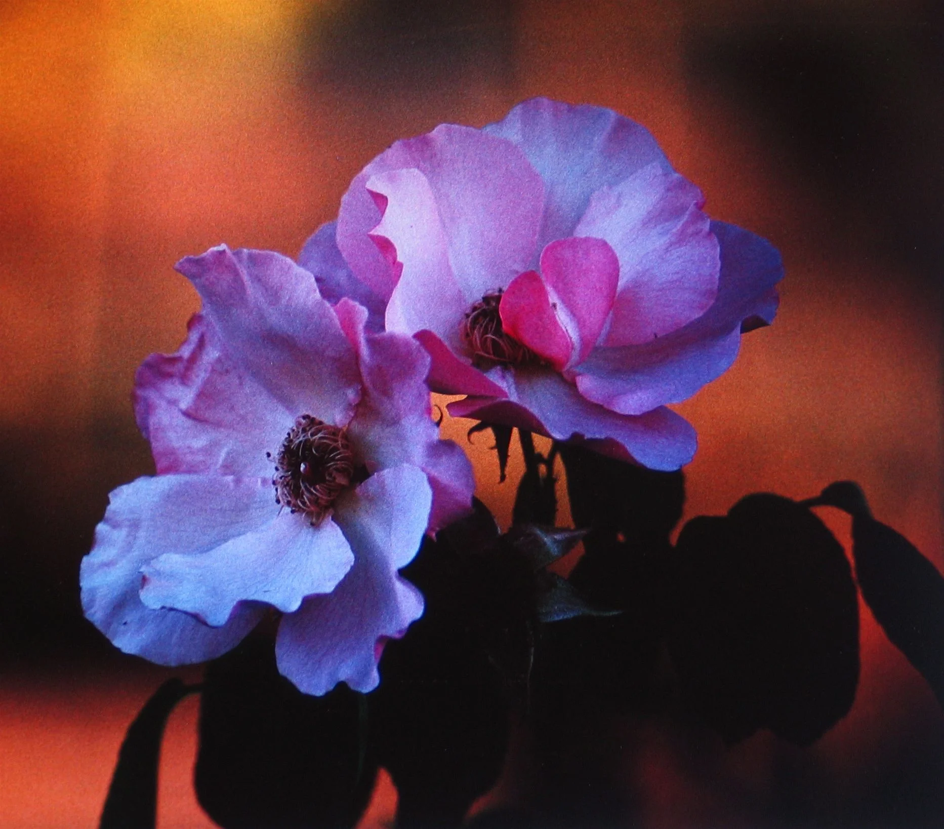 Roses from Oz