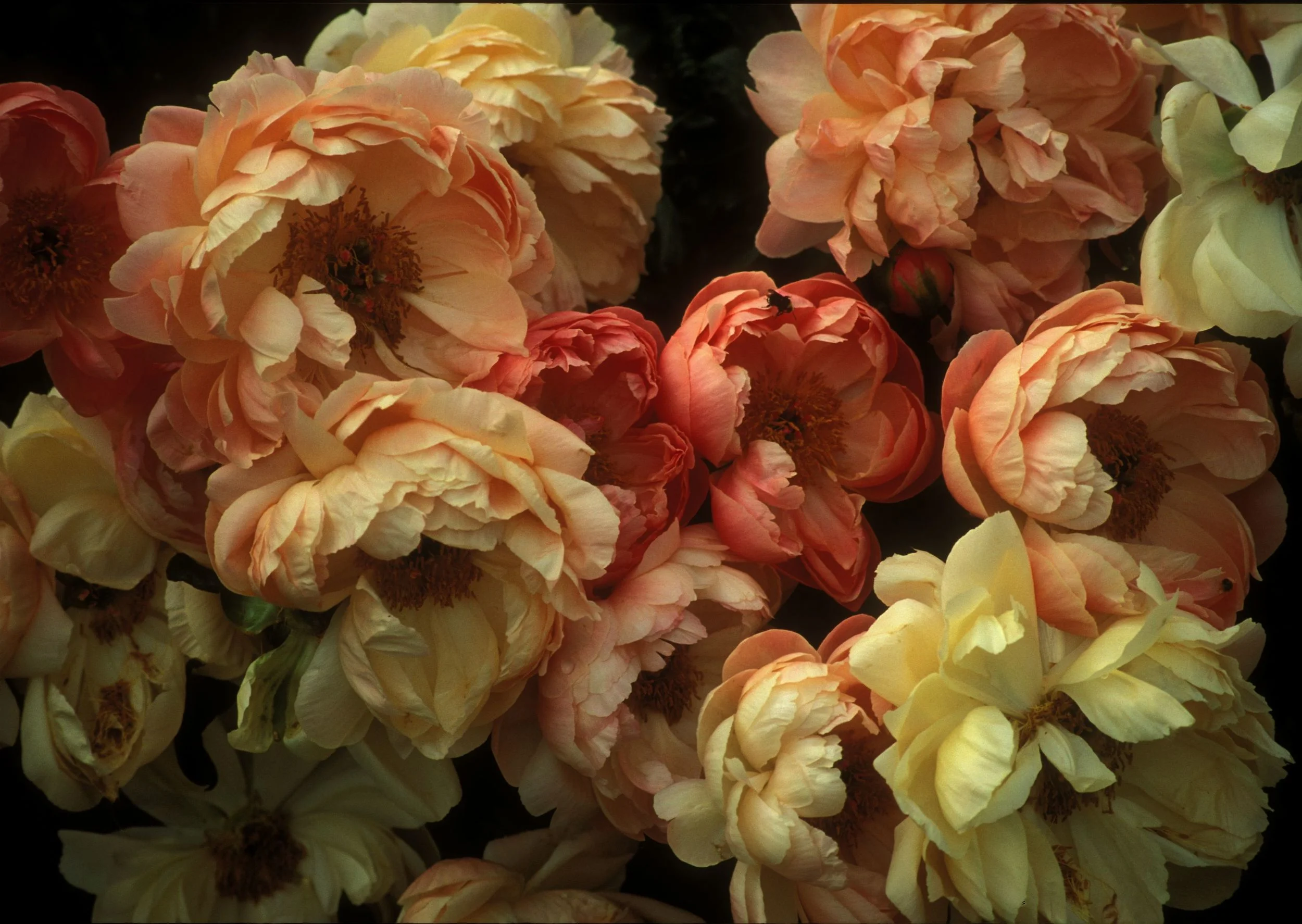 Rex Hill Peonies