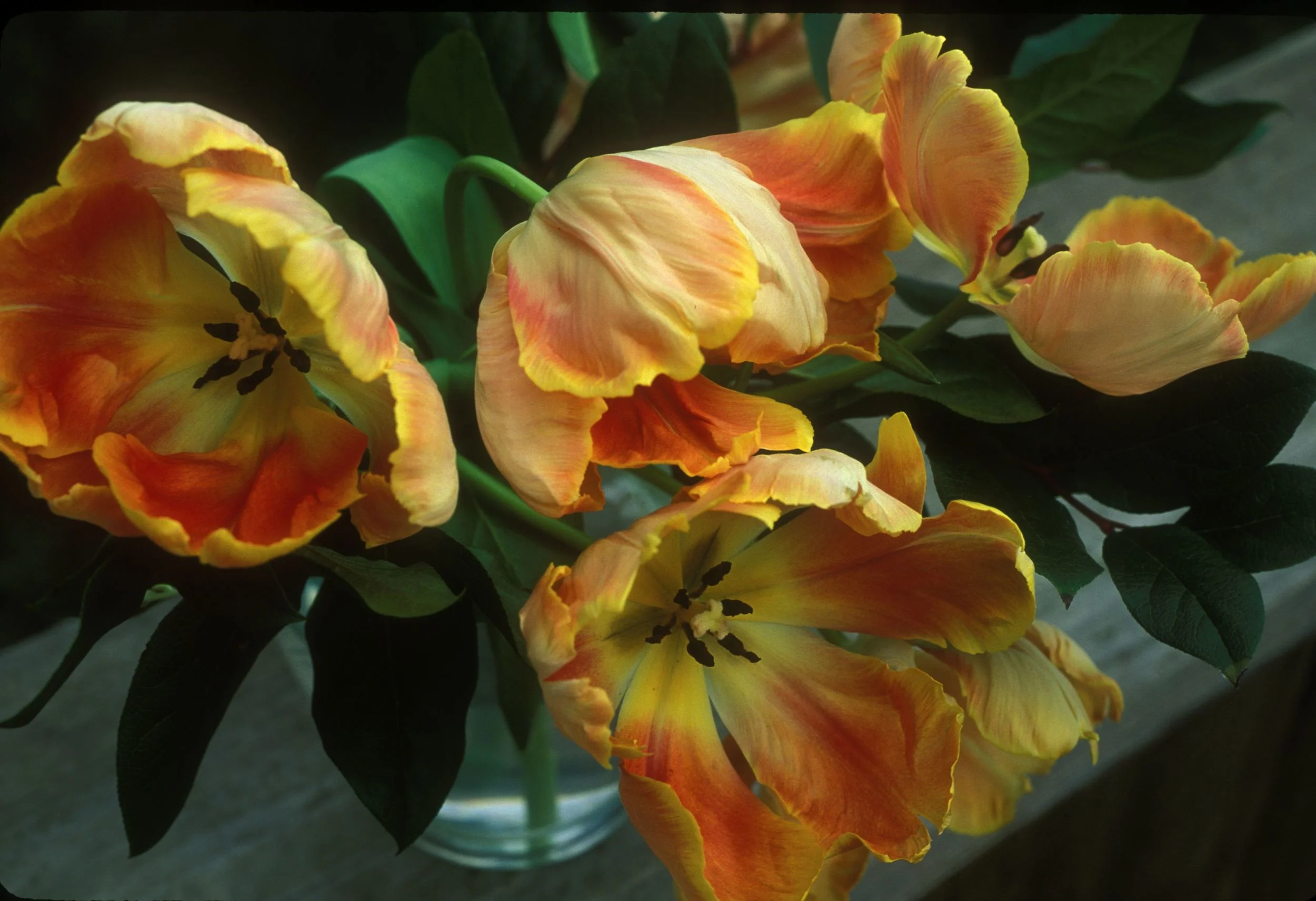 Tulips