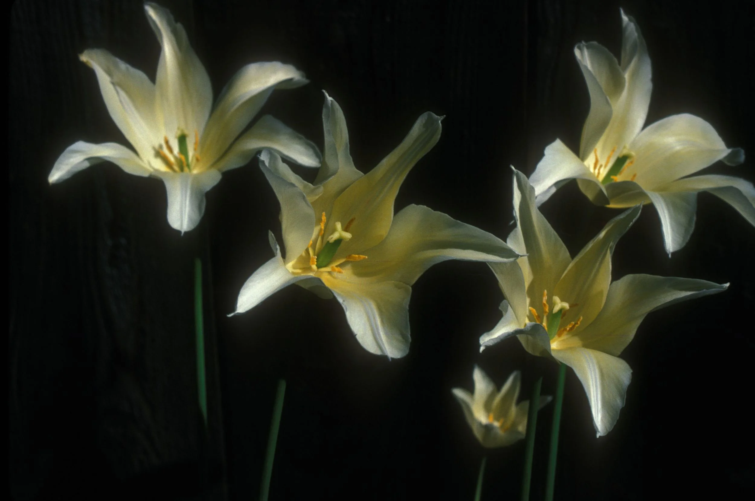 White Tulips