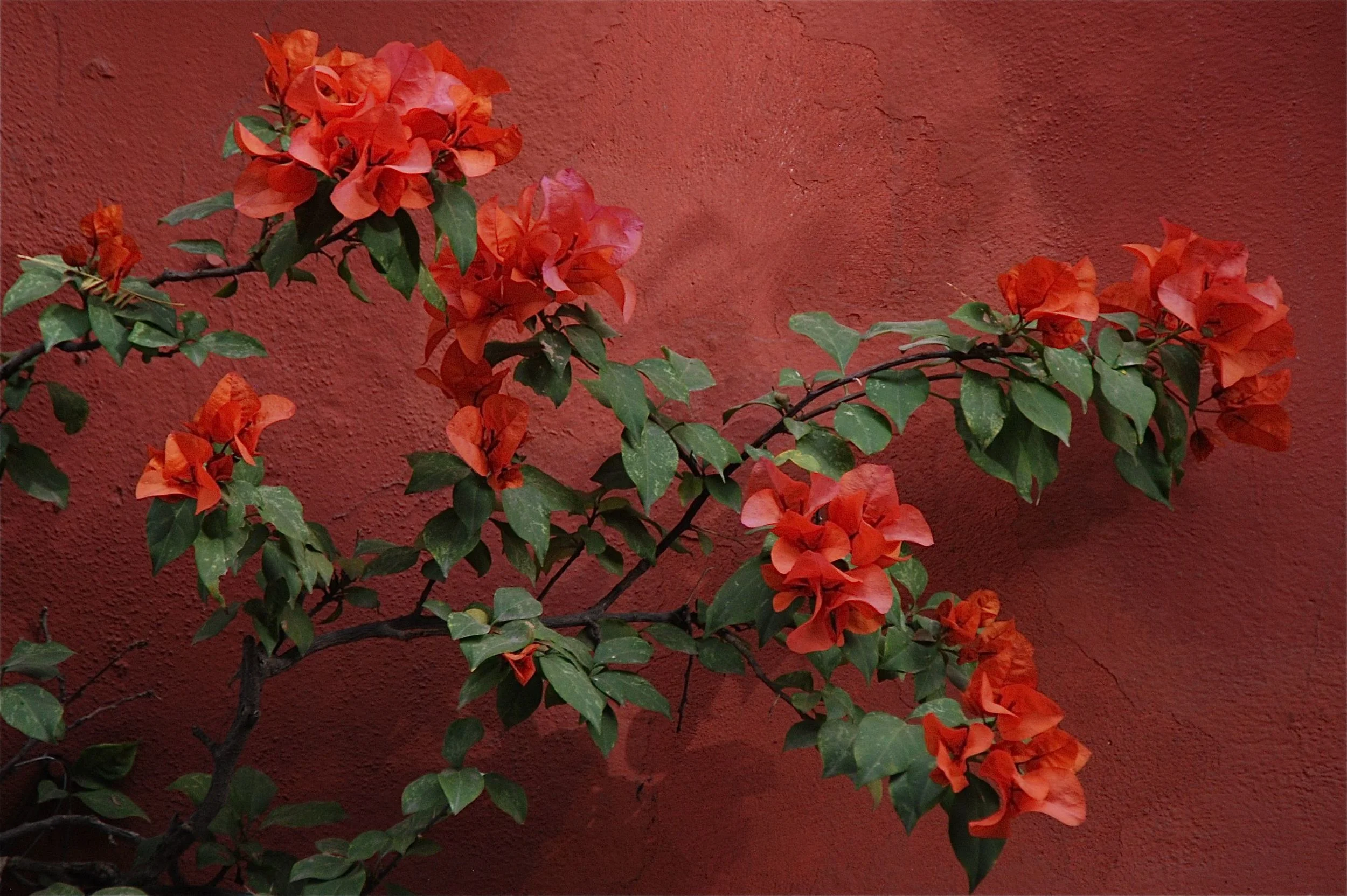 Bouganvillea