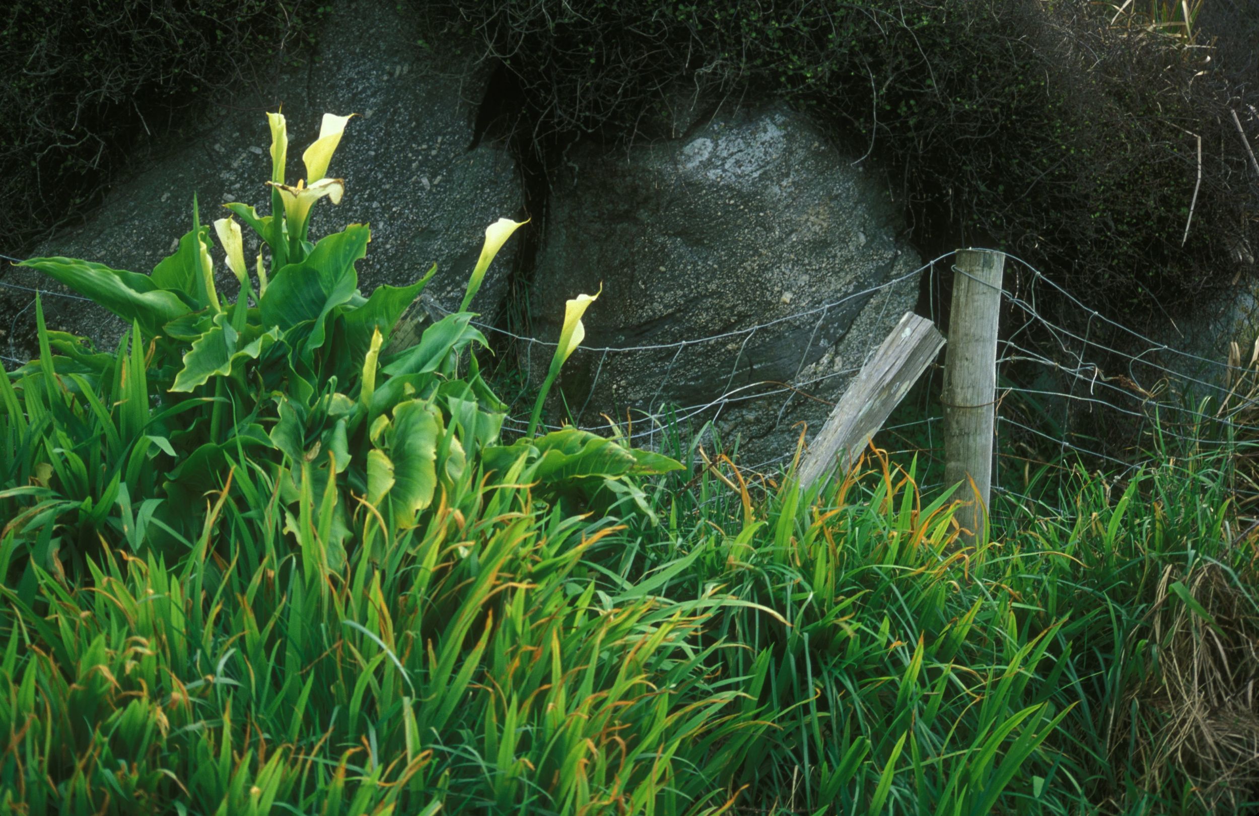 Cala Lilies