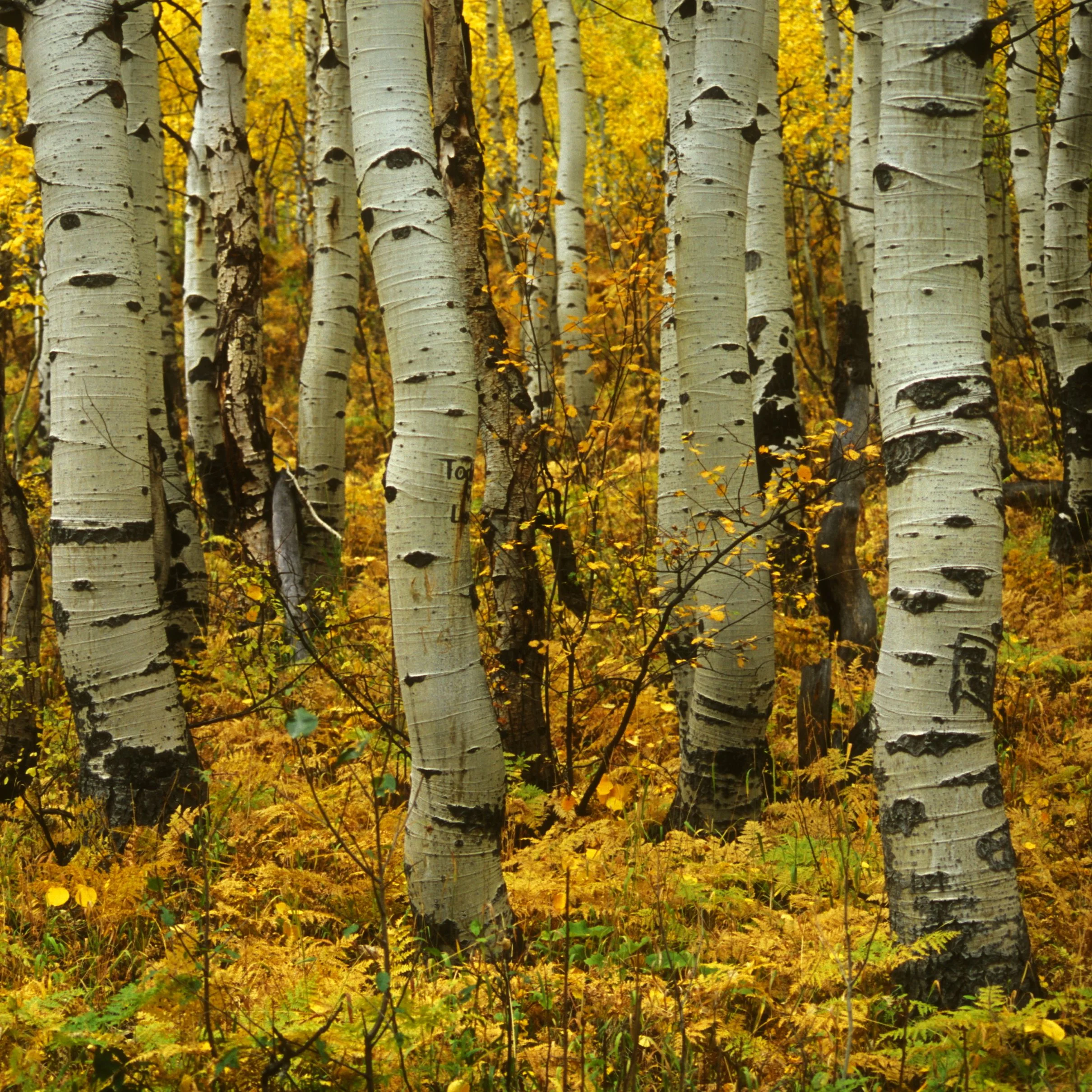 Sundance Aspen