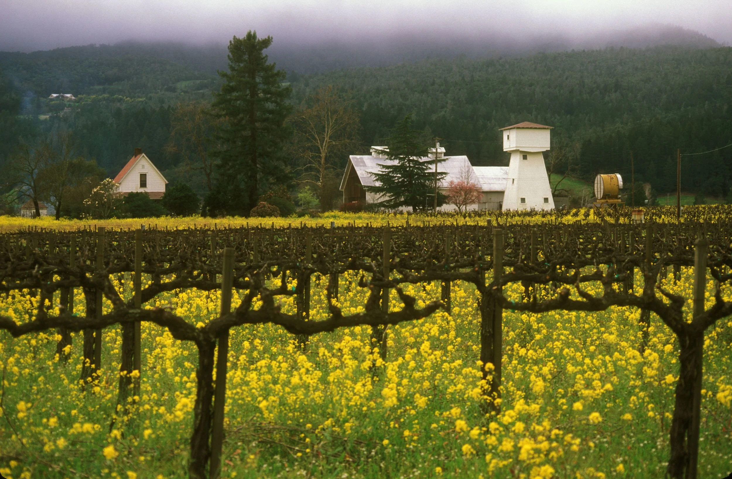 Wine Country