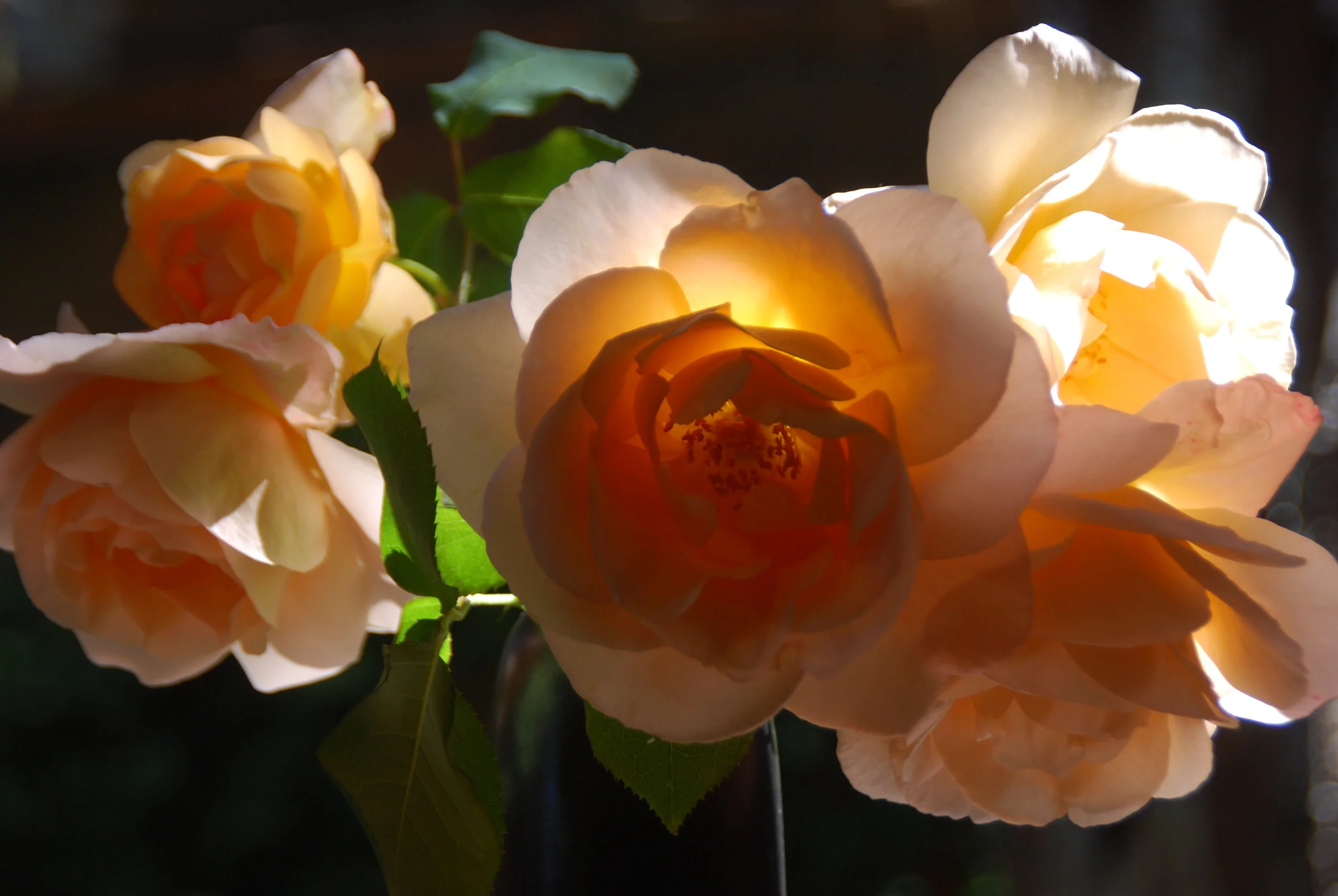 DSC_0031.JPG