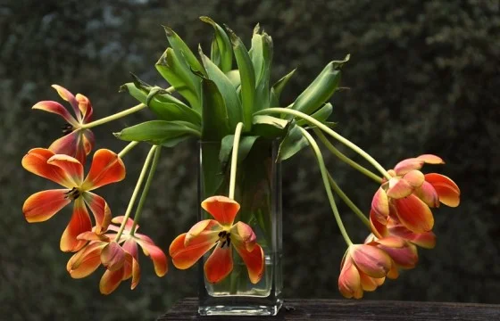 Tulips 2