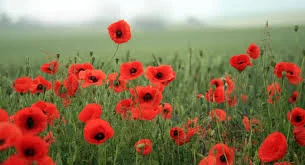Remembrance Day Services in Elie