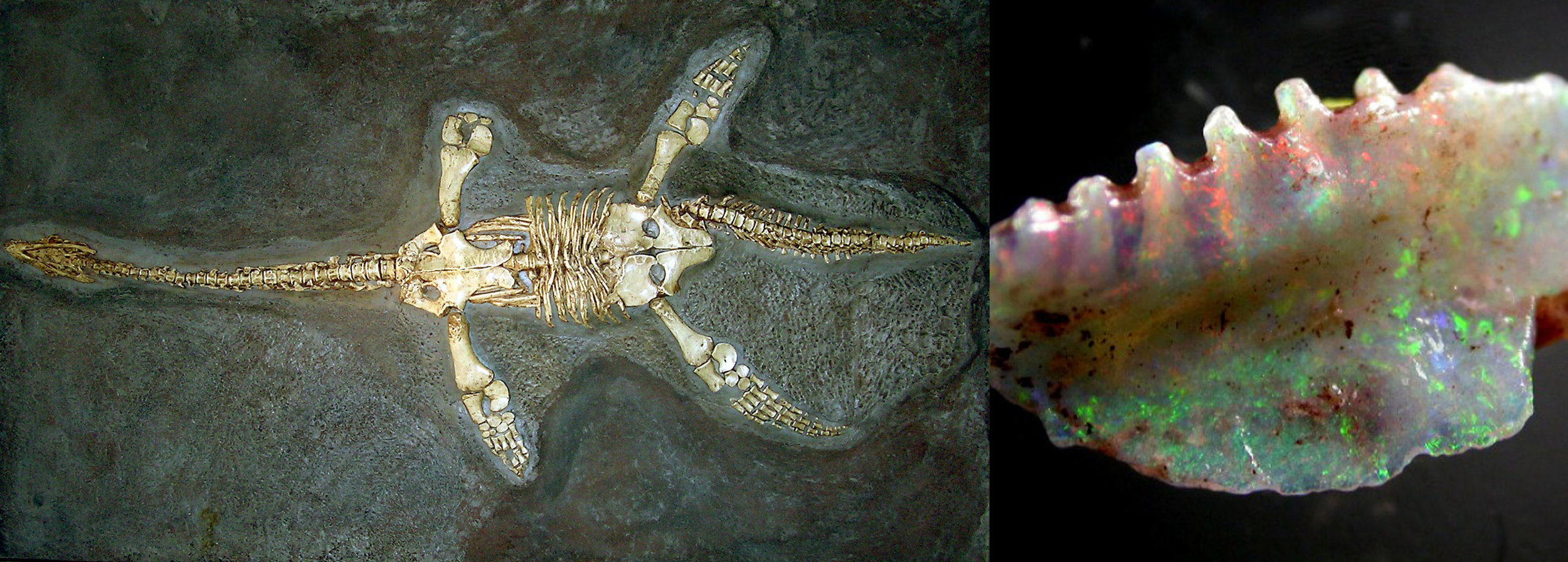 An example of a Fossil Opal, a 6 meter long Addyman Plesiosaur which was found in 1968. The Addyman Plesiosaur was not a dinosaur but rather a prehistoric reptile that swam the cool seas of the Early Cretaceous period, some 66-79 million years ago. Andamooka, Southern Australia was a cool-water inland sea at that time, and it is thought that these rich seas had large blooms of plankton and all of the sea life that would have fed on them there, making it an ideal place for the Addyman Plesiosaur to hunt in. The fact that this fossil was preserved by rock is amazing, not to mention that it has been opalized by the specific conditions of its preservation. This fossil is housed at the South Australian Museum, Adelaide, South Australia.