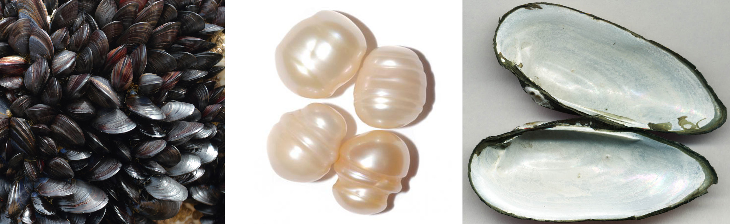 Left: Unio mussels on the side of a rock. Center: Natural banding on baroque pearls to be set or strung. Right: Unio shells have a bright mother of pearl. 