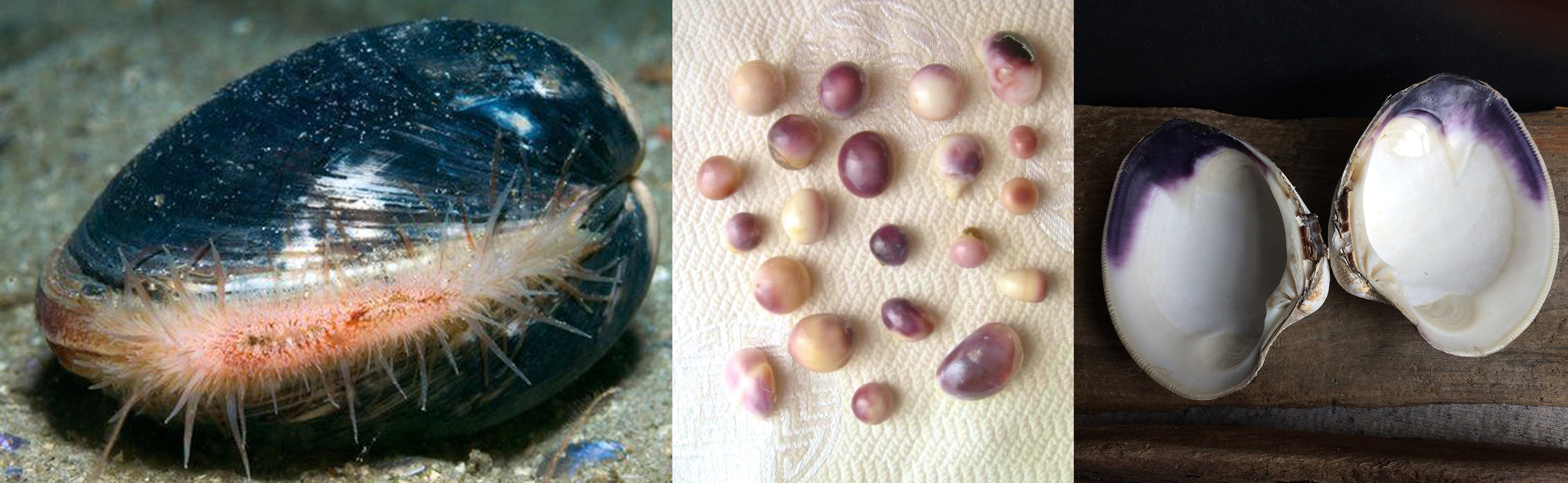 Left: Quahog clam feeding at the bottom of the seabed in nature Center: An example of various colors and shades of Quahog pearls. Right: A Quahog shell has the same coloration as the pearls that it makes, and was often used as a form of currency as carved beads, sometimes worn as jewelry.