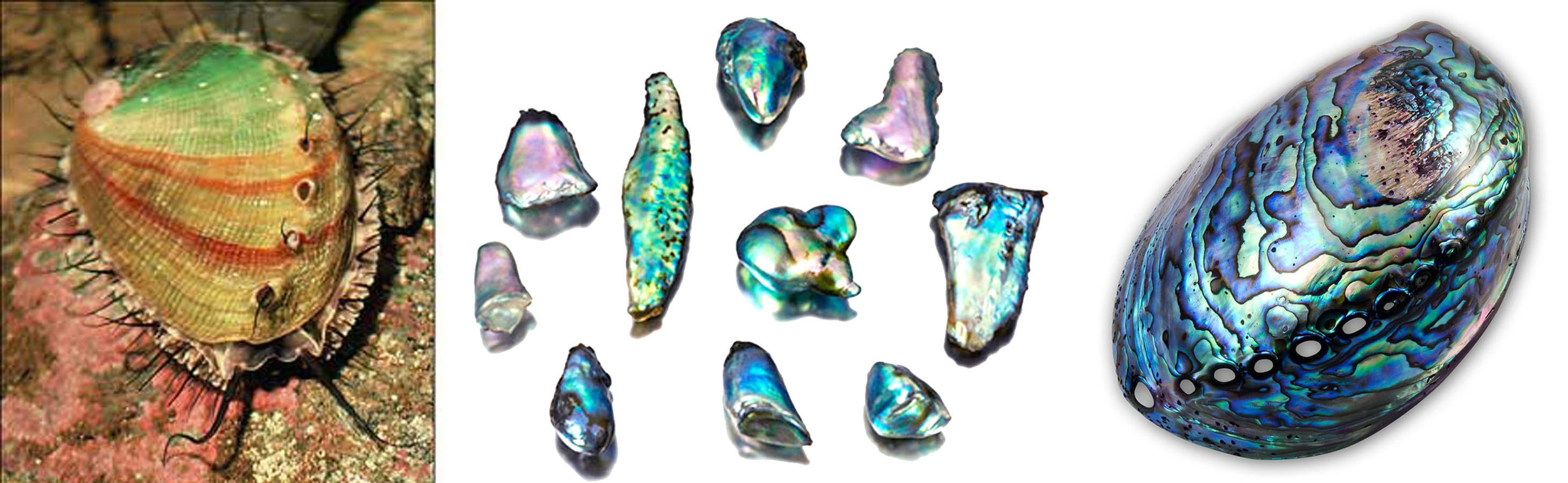 Left: An Abalone snail feeding off a rock in nature. Center: Abalone pearls in various shapes and sizes. Right: A beautiful Abalone shell.