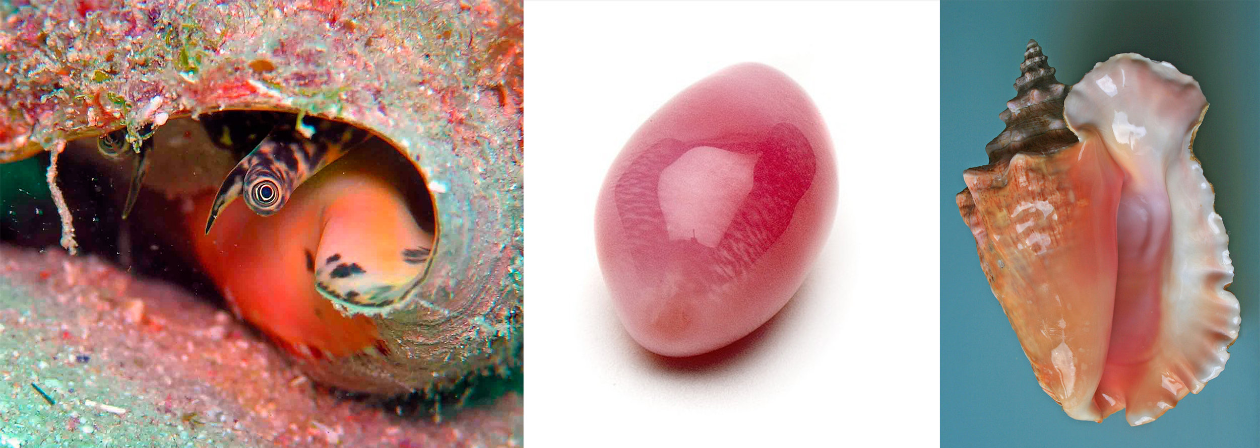 Left: The Queen Conch snail's eye peeking out of it's shell. Center: An absolutely gorgeous example of a conch pearl with bi-lateral fire striping. Right: A familiar conch shell, commonly sold to tourists throughout the caribbean 