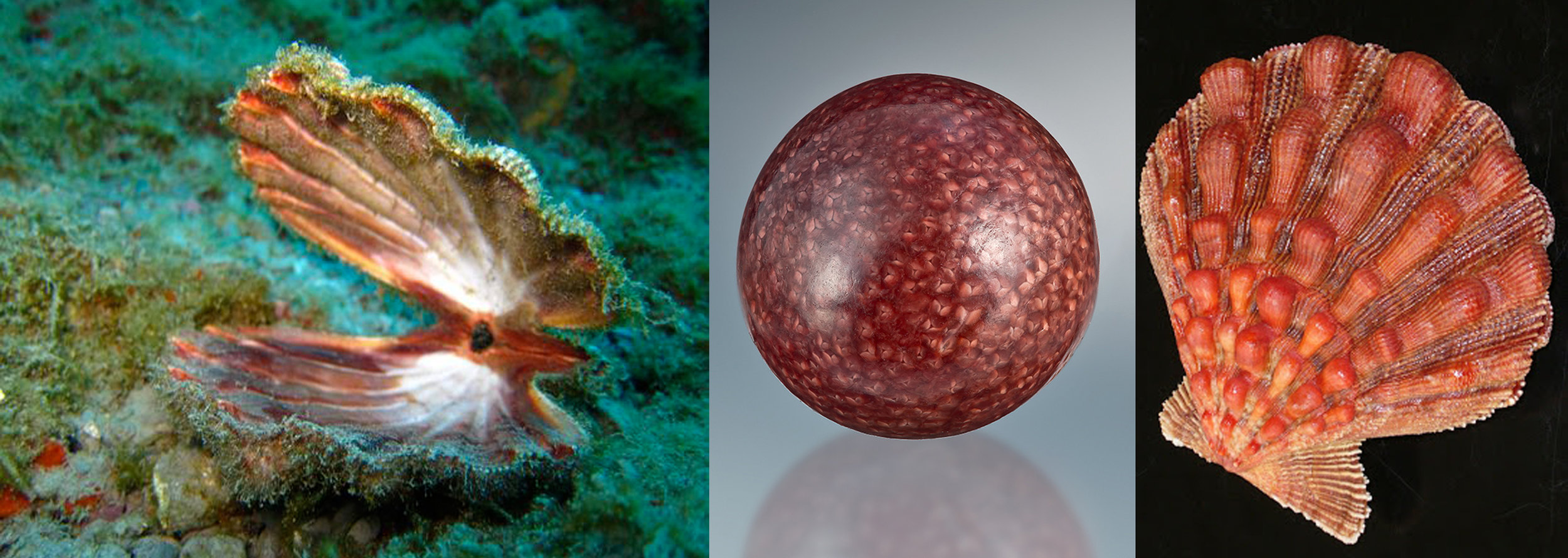 Left: Scallops are the only bivalvia group that typically swim from one place to another. Center: The Scallop pearl with its scalloped nacre in a deep maroon. Right: The Lion's Paw Scallop's shell has thick sculptural waves along the top of it's shells.