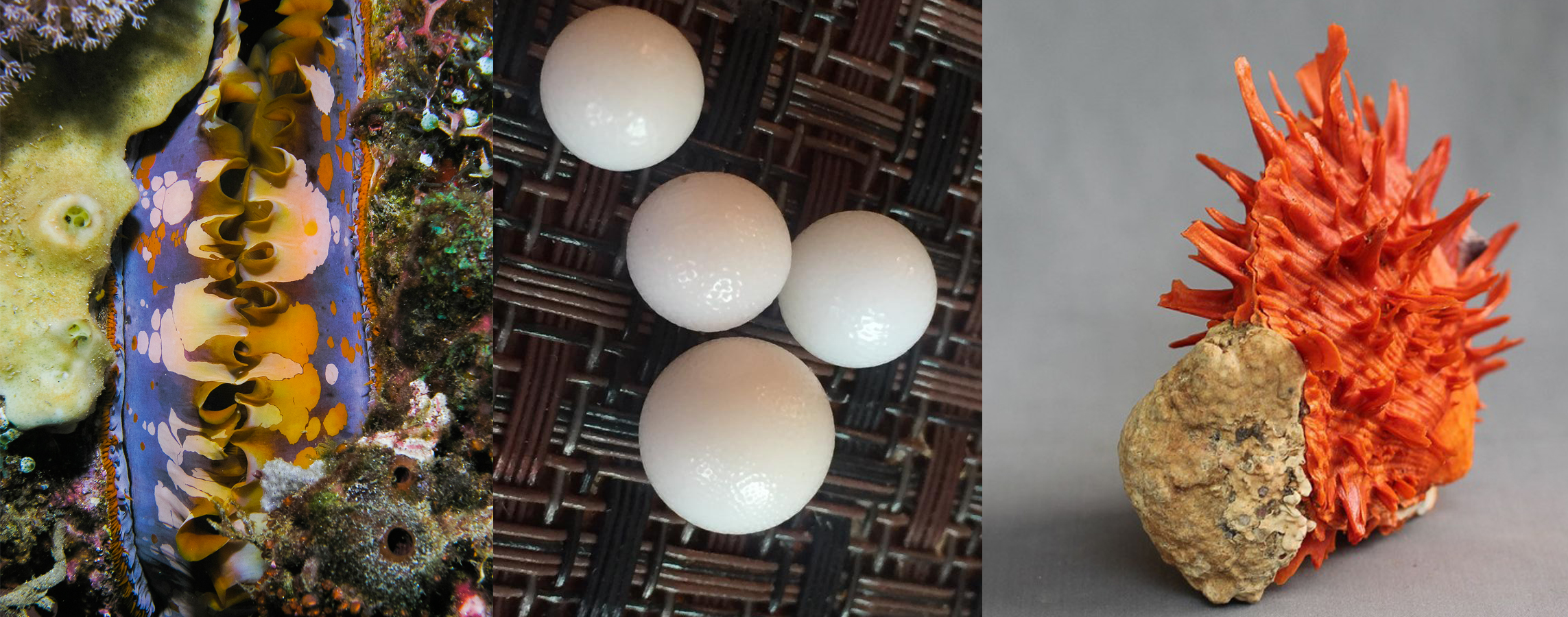 Left: Spiny oysters have beautiful blue spotted tissue that filters micro organisms out of the water. Center: The orange-skin like surface of the spiny pearl. Right: A Spiny oyster attached to a piece of coral. 