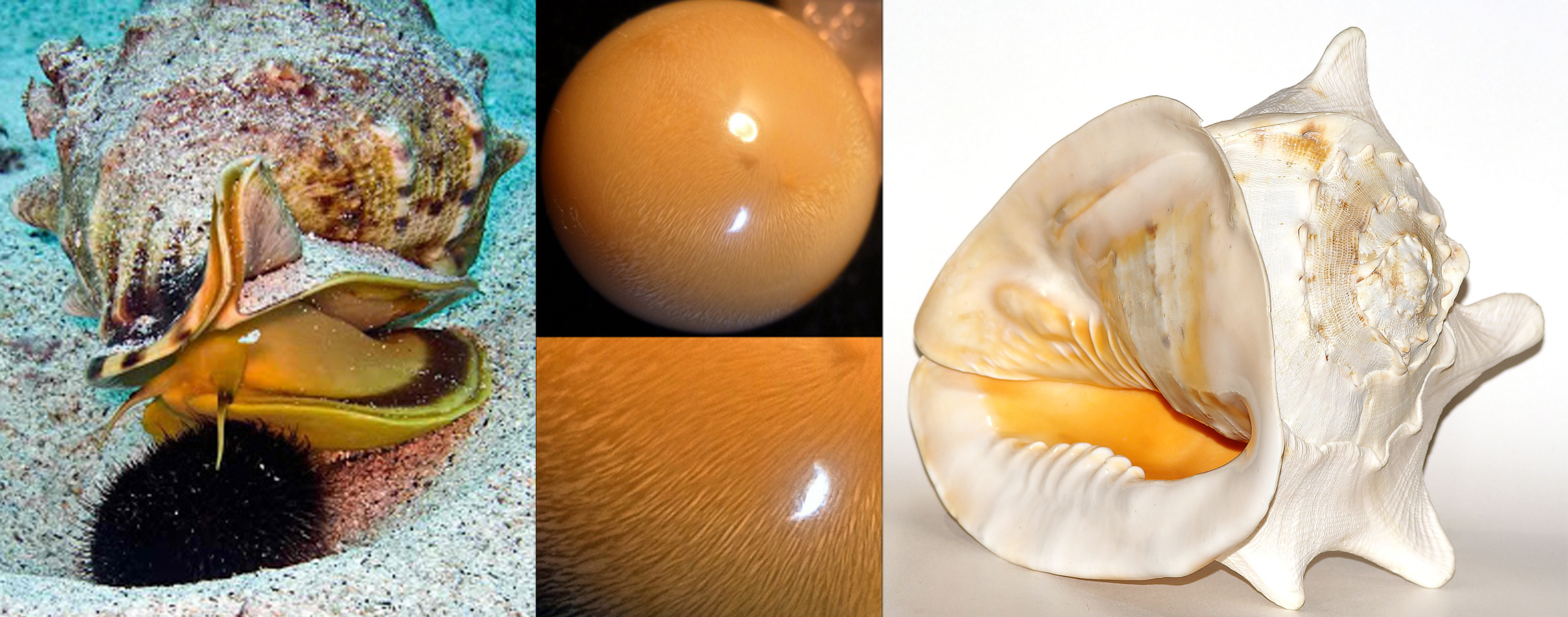 Cassis pearls are another of the rare, and very expensive species of gastropod formed pearls. Their atributions and color designations are very similar to that of the Melo pearl mentioned above, but tend to be less orange and more creamy or yellow, with clear fire in the nacre. 