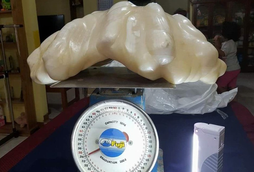A fisherman and pearl collector found Giant clam pearl was found near his home in Palawan, Philippines in 2006. He kept the pearl as a good luck token, under his bed, for ten years before bringing it to government officials in 2016. It is thought to be the worlds largest pearl, weighing in at a weight of 72 lbs. This broke the world record for the Pearl of Lao Tzu, which weighs in at just under 15 lbs, another Giant pearl for in Palawan in 1939, which appraised from 42 - 93 million dollars!