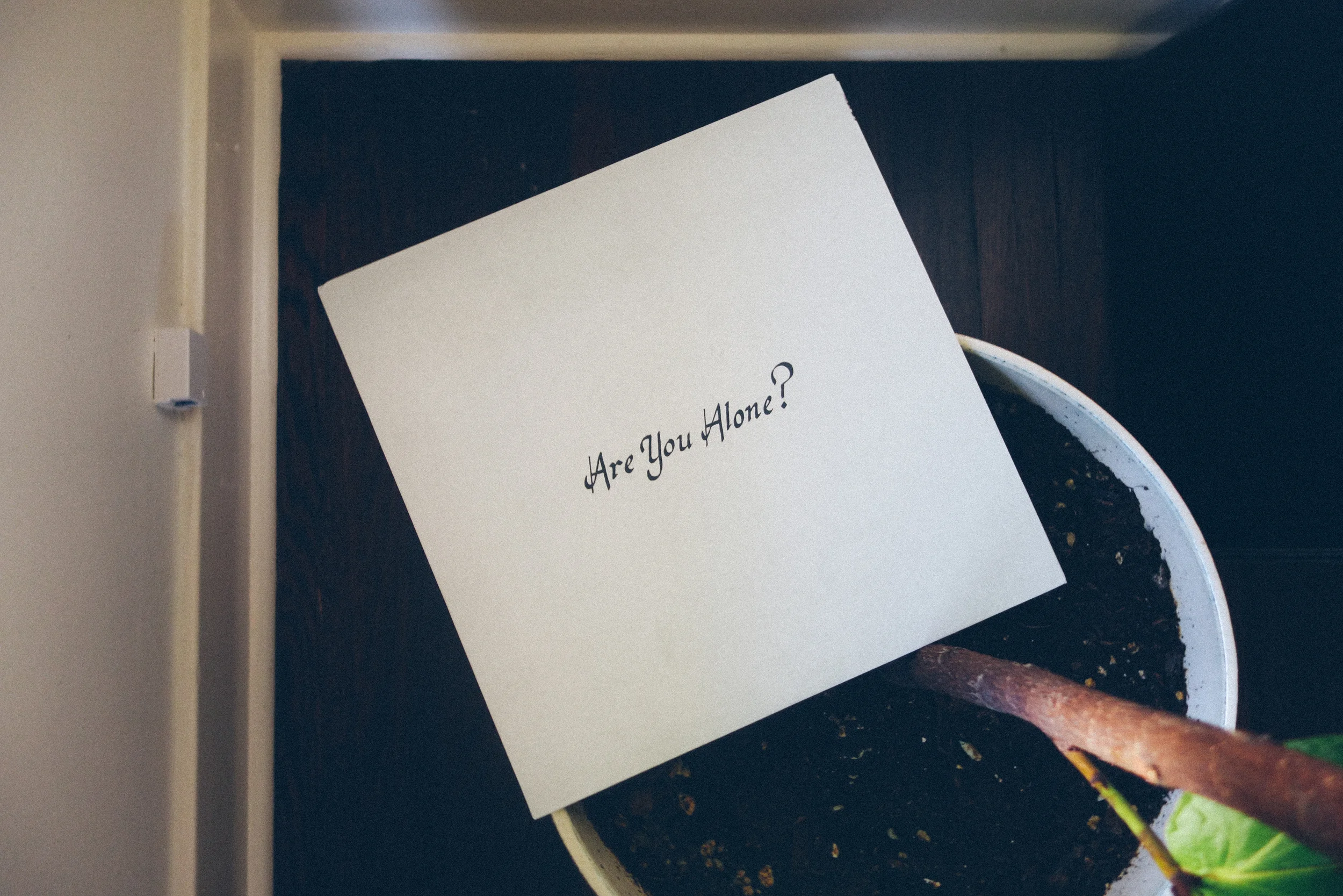 Local Natives, Shy Girls & More Share Their Favorite Records of 2015