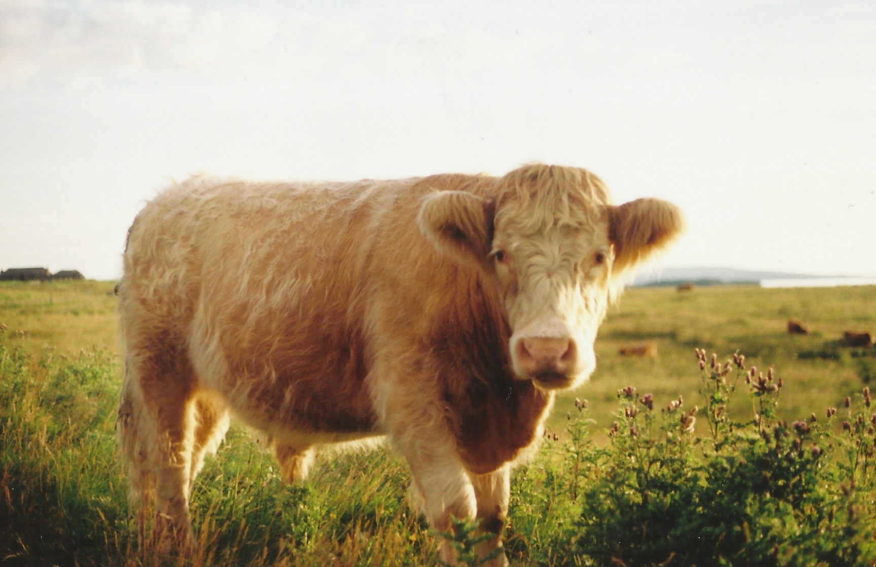 ScotRoadTrip13 28.jpeg