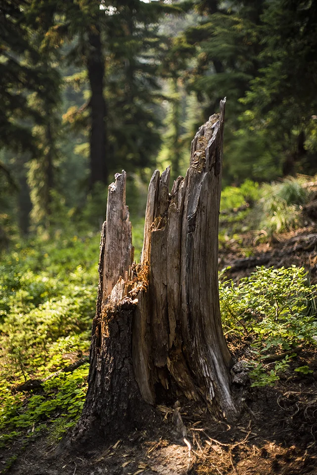 Mt. Rainier National Park 2017