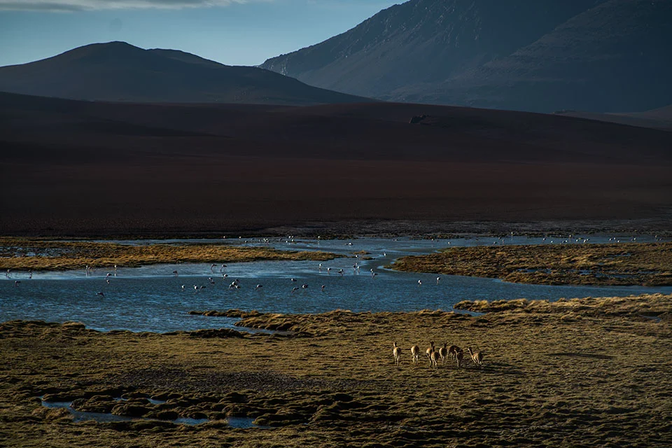 Atacama Desert 2017