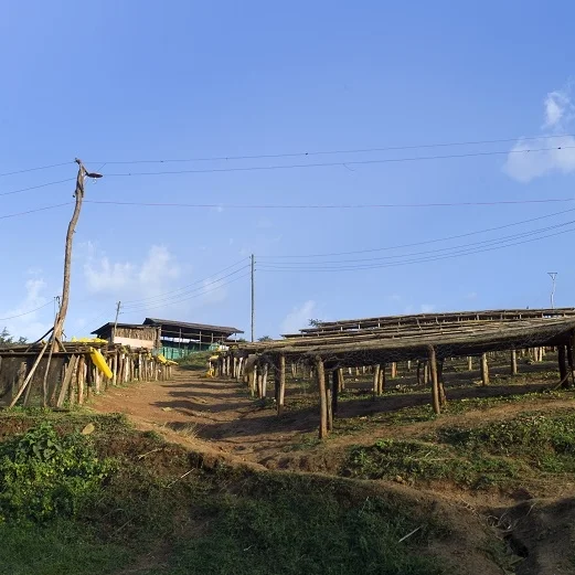 Ethiopia Nat Purple Peaberry.jpg