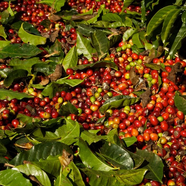 FAZENDA PROGRESSO Farm 2.png
