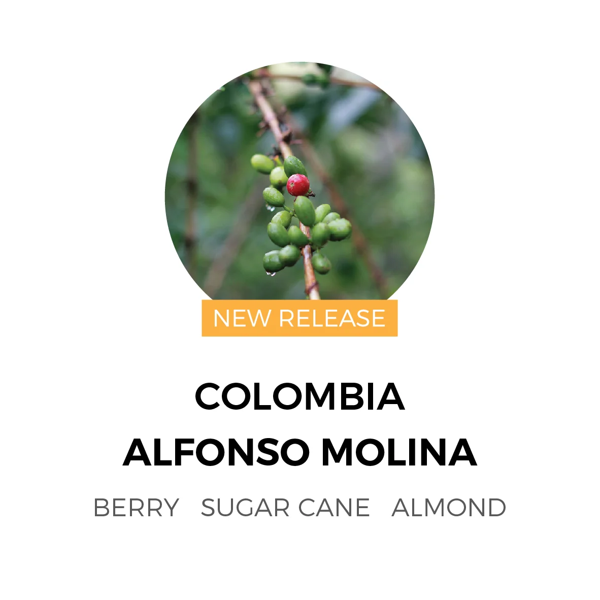 ColombiaAlfonsoMolina-01.jpg