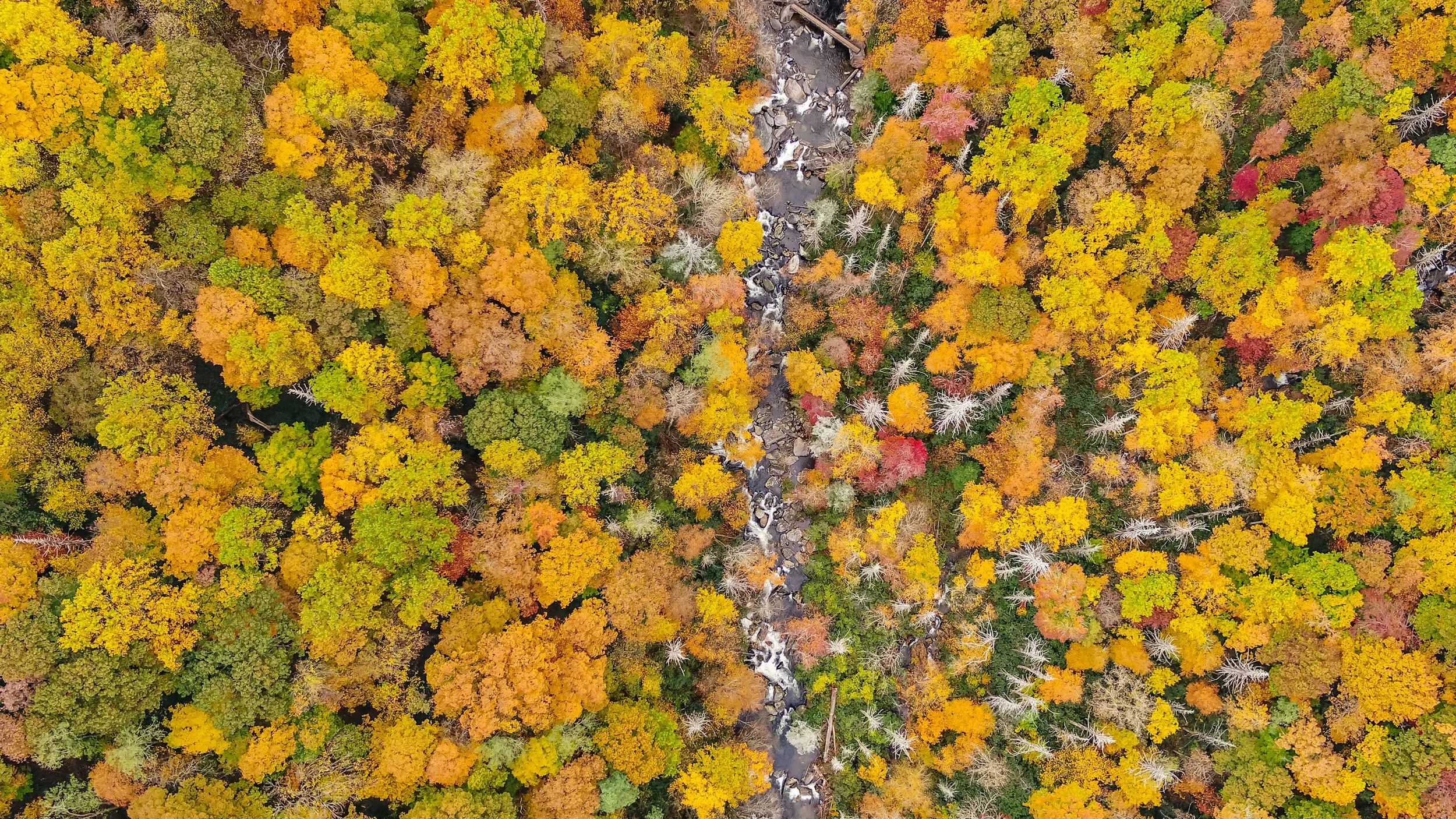 ProBrosProBlueRidgeMt (11 of 13).JPG