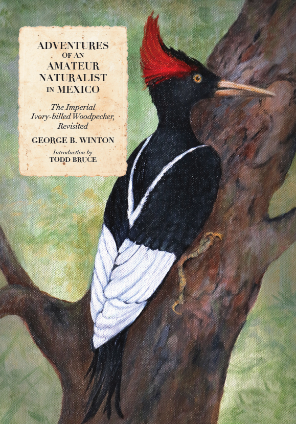 ADVENTURES OF AN AMATEUR NATURALIST IN MEXICO: THE IMPERIAL IVORY-BILL WOODPECKER, REVISITED