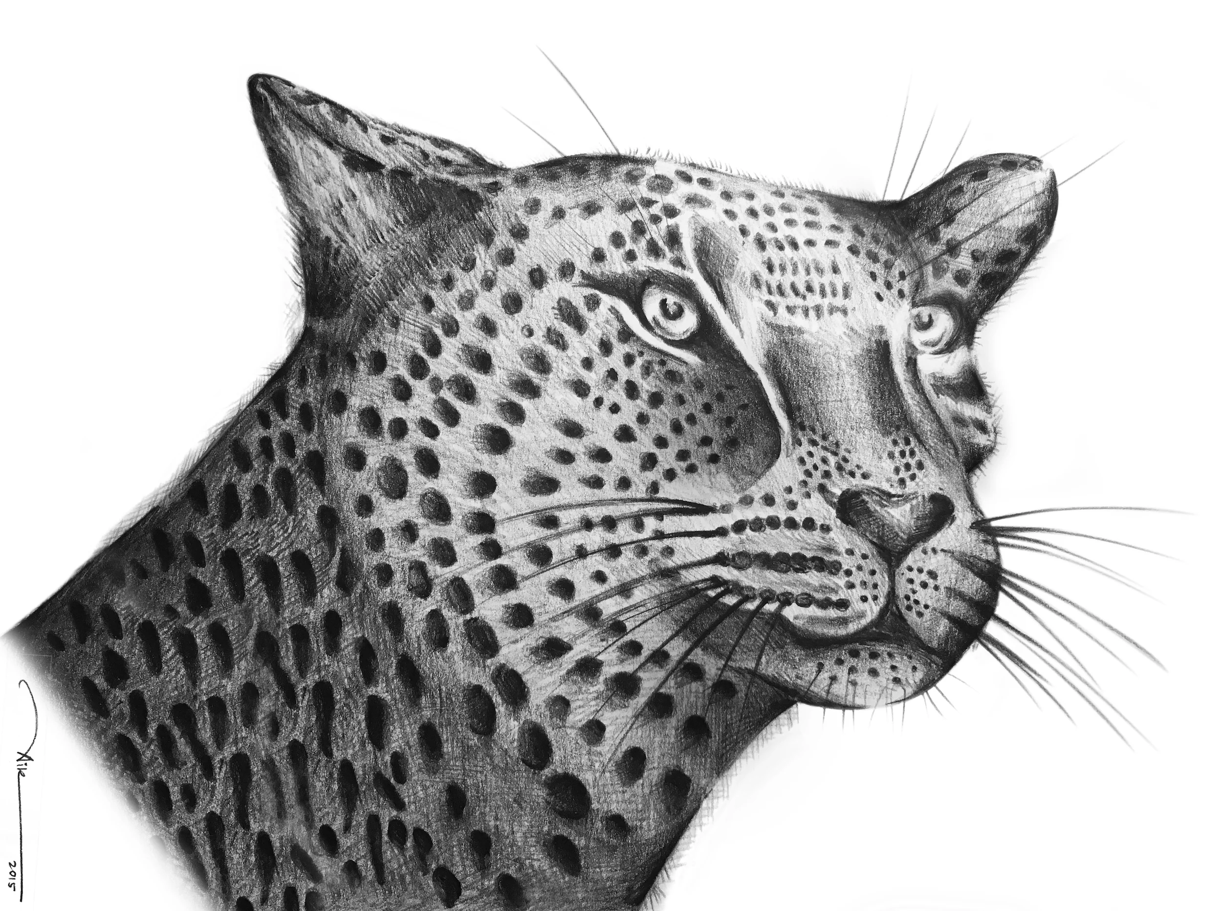 leopard_sig_4.jpg