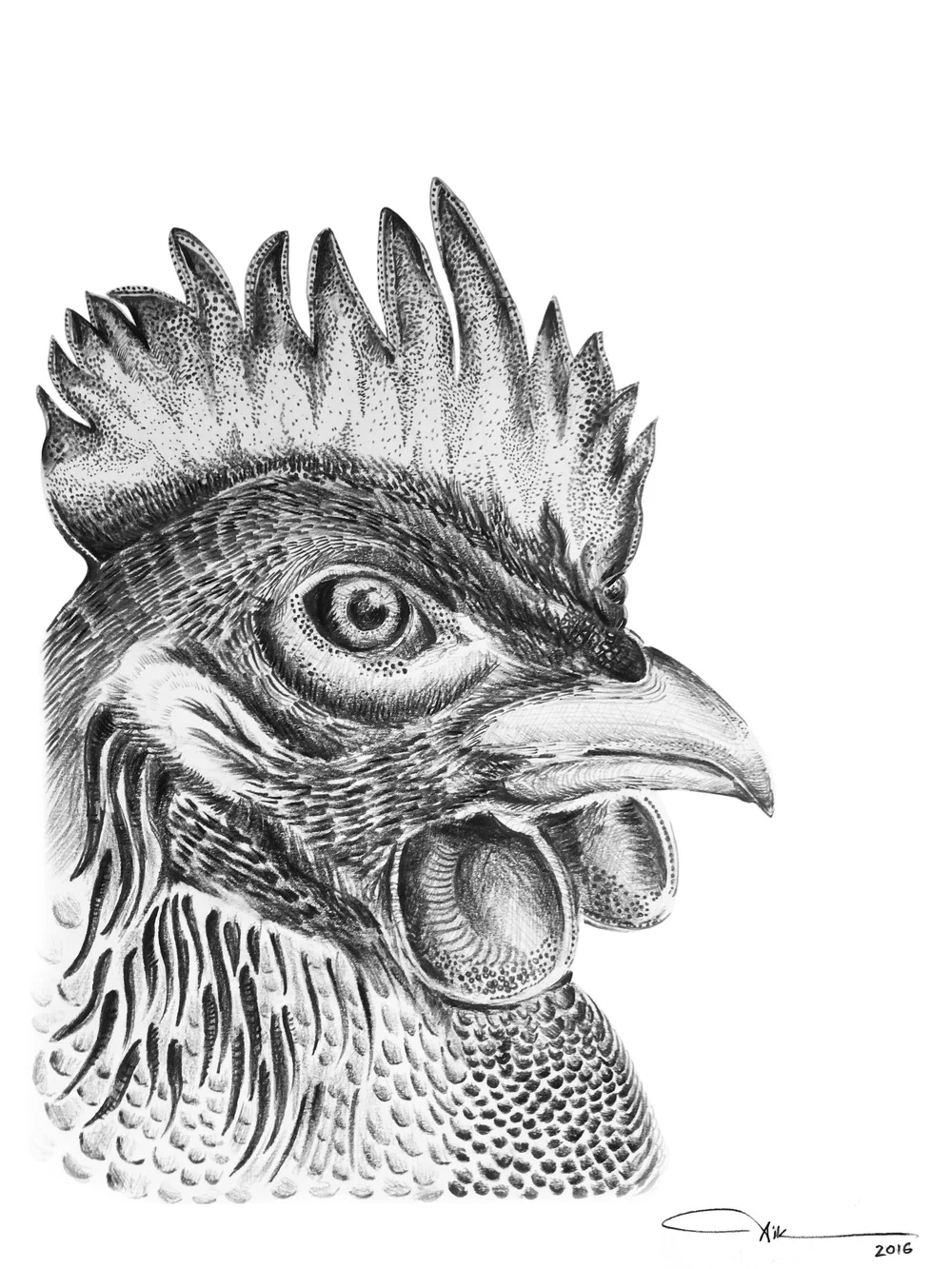 gallus_domesticus.jpg