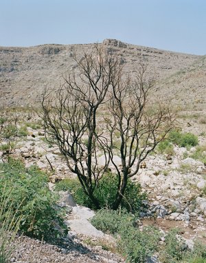 IMG_0313.jpeg