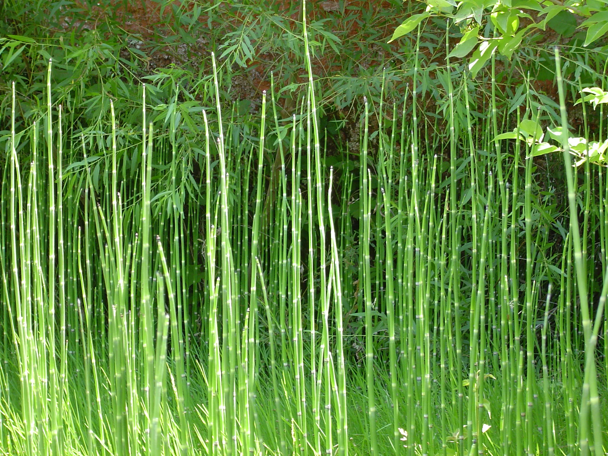 Copy of DSC01153.JPG