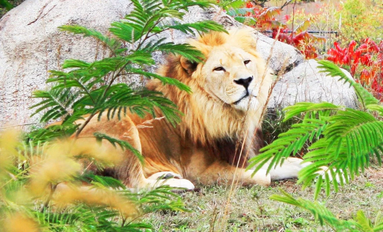 zoo and halloween 024.JPG