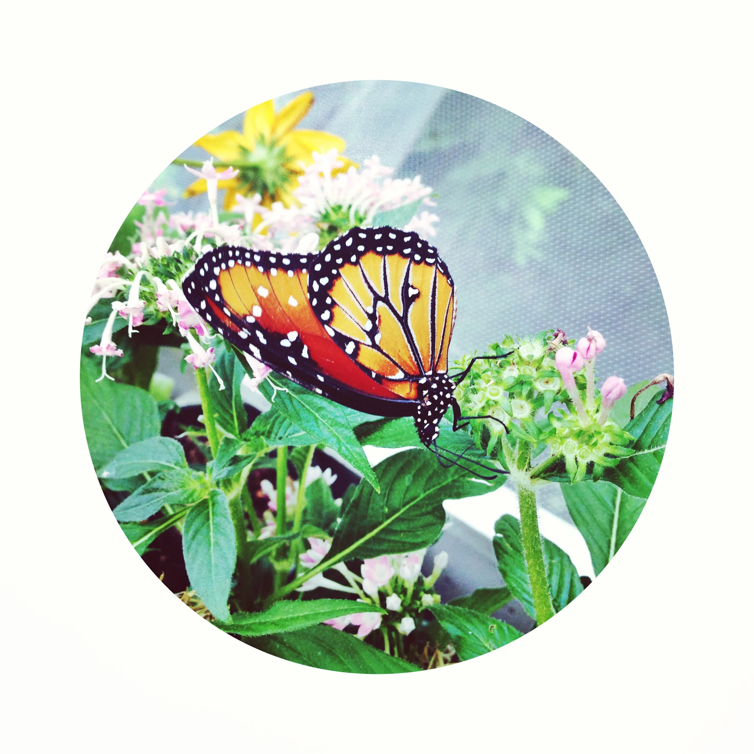 iphone Sept 2013 1033.jpg