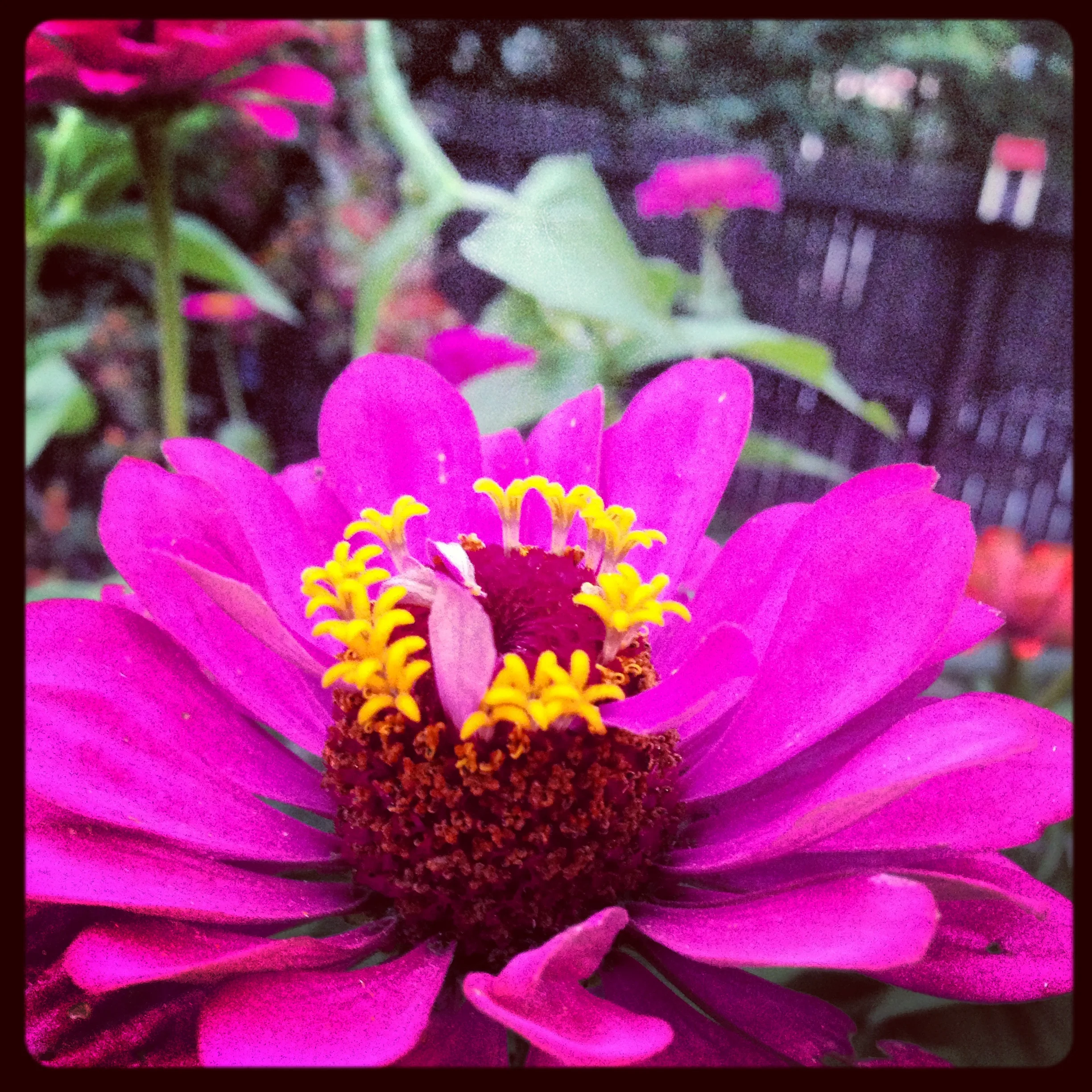 iphone Sept 2013 1152.jpg
