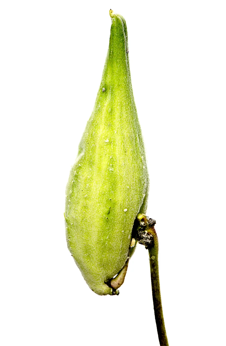 Lanyi_Zhao_Marcro_01.jpg