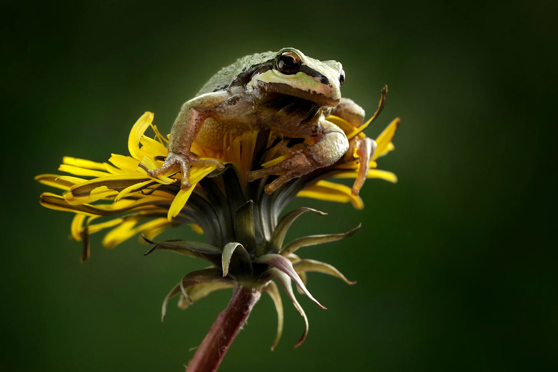 5196372_Dandelion_ King.jpg