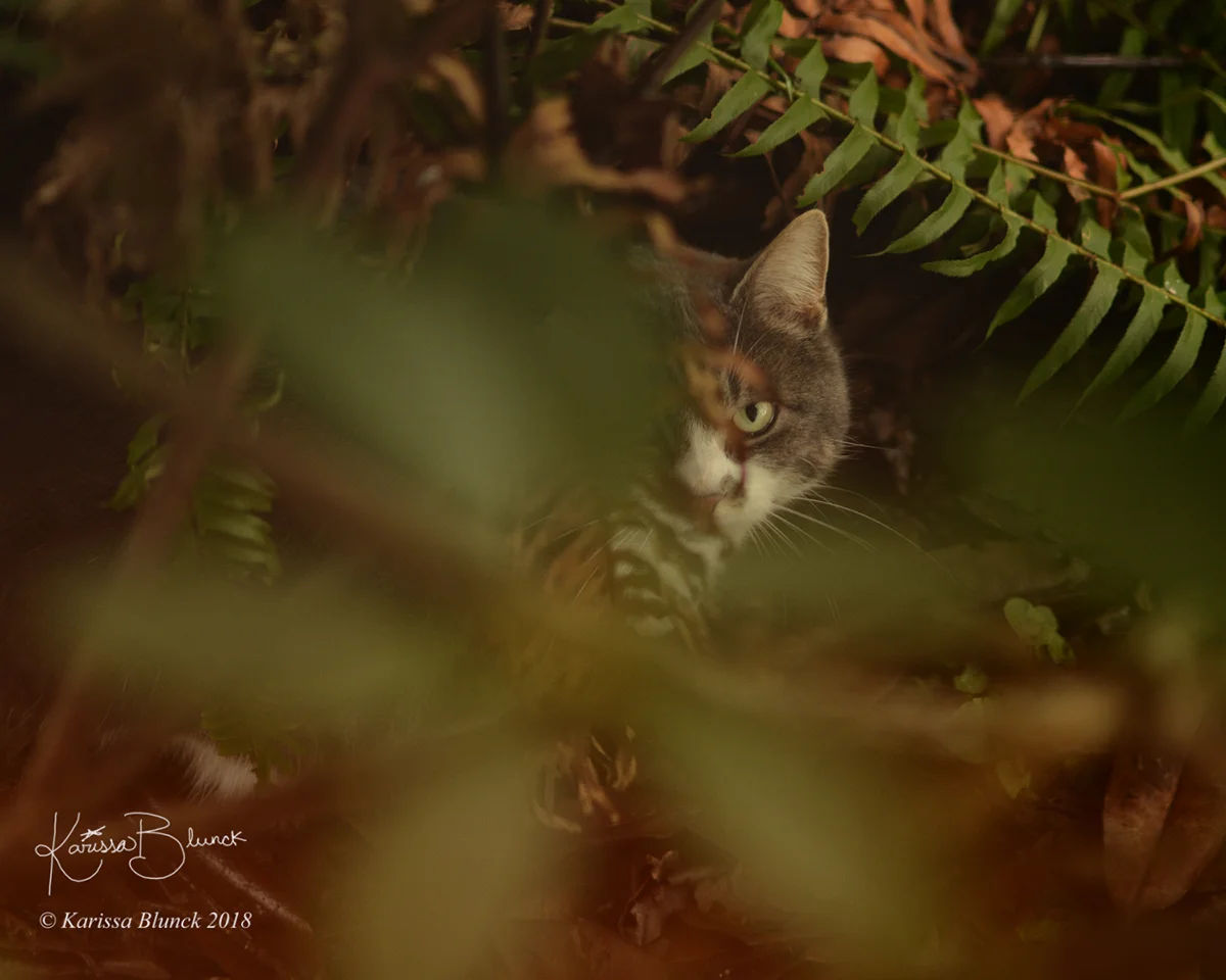DSC_1783aw.jpg