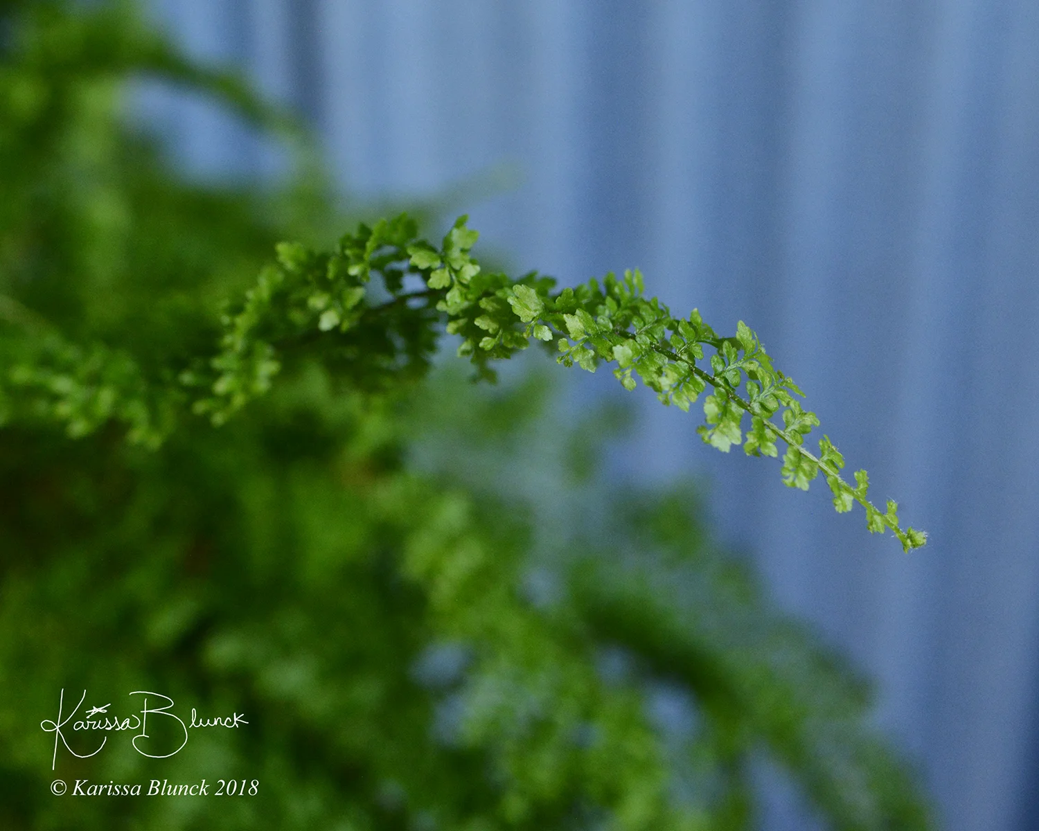 DSC_1997ae.jpg