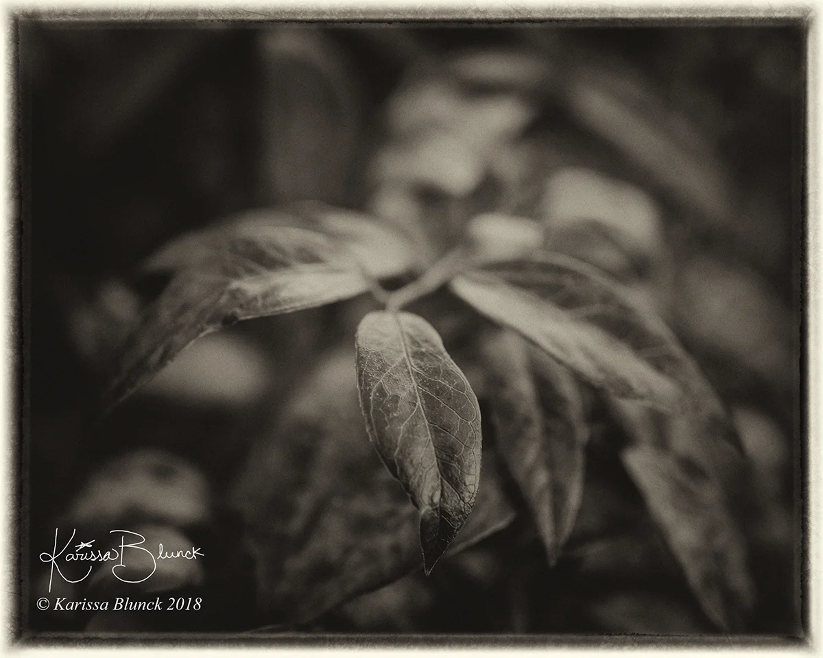 DSC_2103abw.jpg